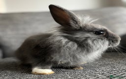 Lionhead rabbits for sale: 3 females Dutch x lionhead ready to go💞 - Image 6