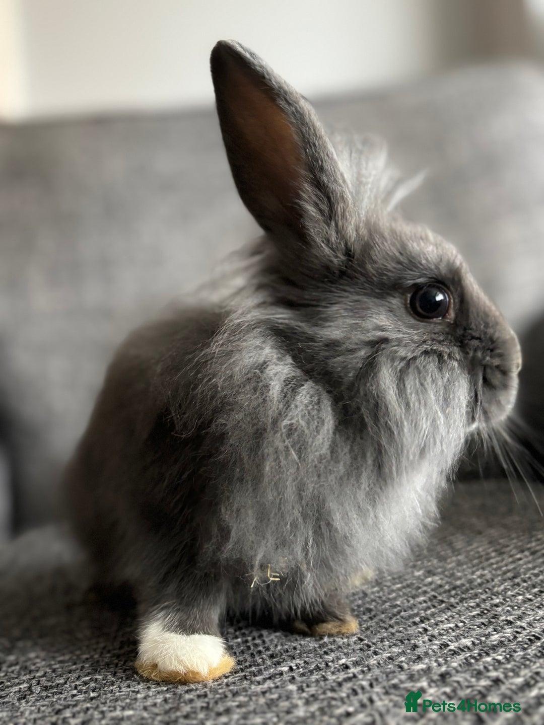 Lionhead rabbits for sale: 3 females Dutch x lionhead ready to go💞 - Image 6
