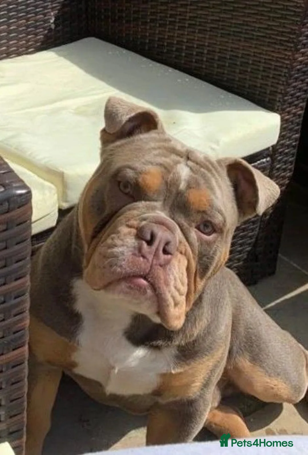 English Bulldog dogs for stud: Handsome Lilac boy for Stud in Gravesend - Advert 2