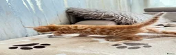Mixed Breed cats for sale: Bengal/ tabby mixed kittens - Advert 12