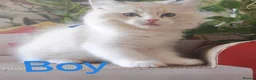 Ragdoll cats for sale: GCCF REGISTERED BEAUTIFUL RAGDOLLS KITTENS  - Advert 3