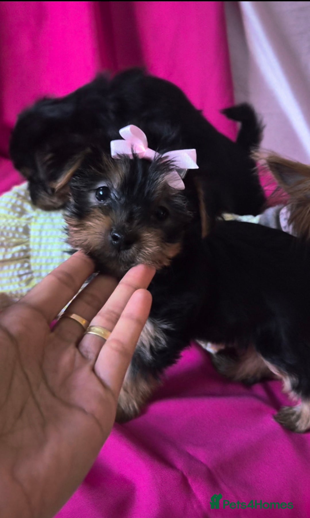 Yorkshire Terrier dogs for sale: 4 little princesses yorkshire terrier - Advert 6