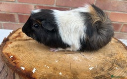 Guinea Pig rodents for sale: Free Male Guinea pigs  - Image 6