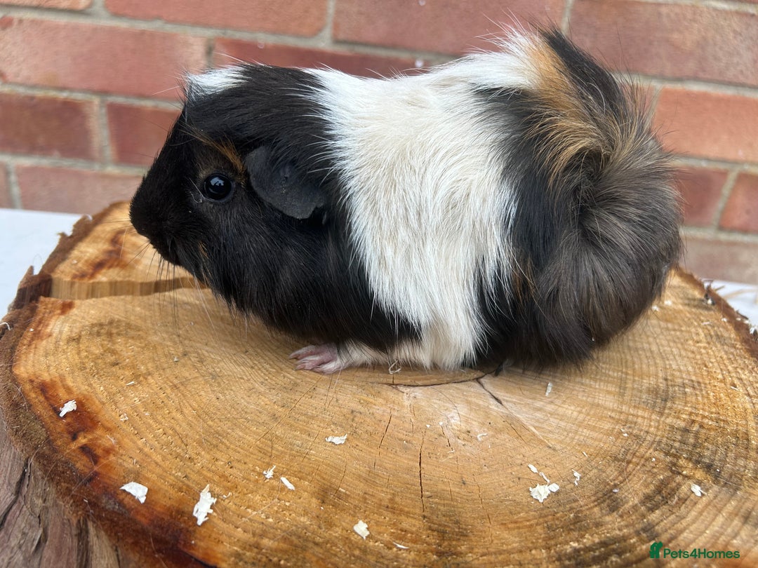 Guinea Pig rodents for sale: Free Male Guinea pigs  - Image 6