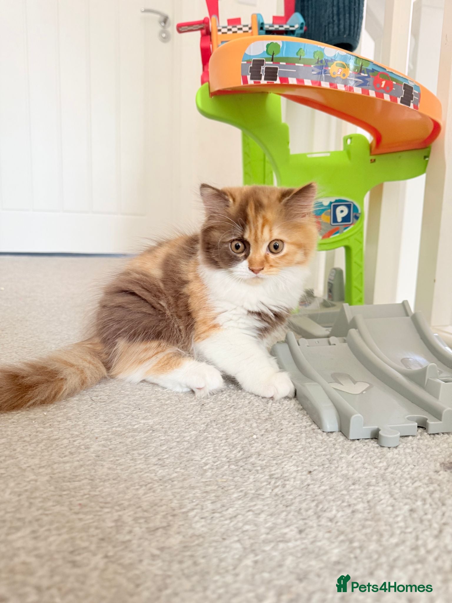 British Longhair cats Available now British Longhair kittens - TICA  - Advert 2
