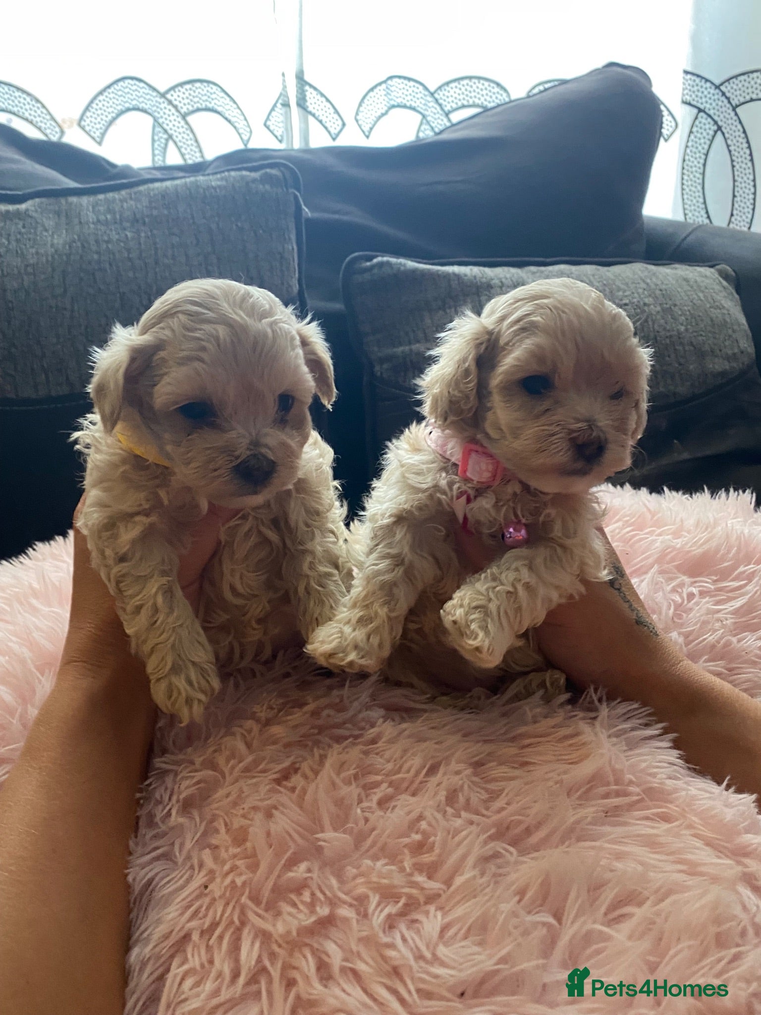 Maltipoo dogs F1 maltipoo puppies available Dad Russian poodle - Advert 1