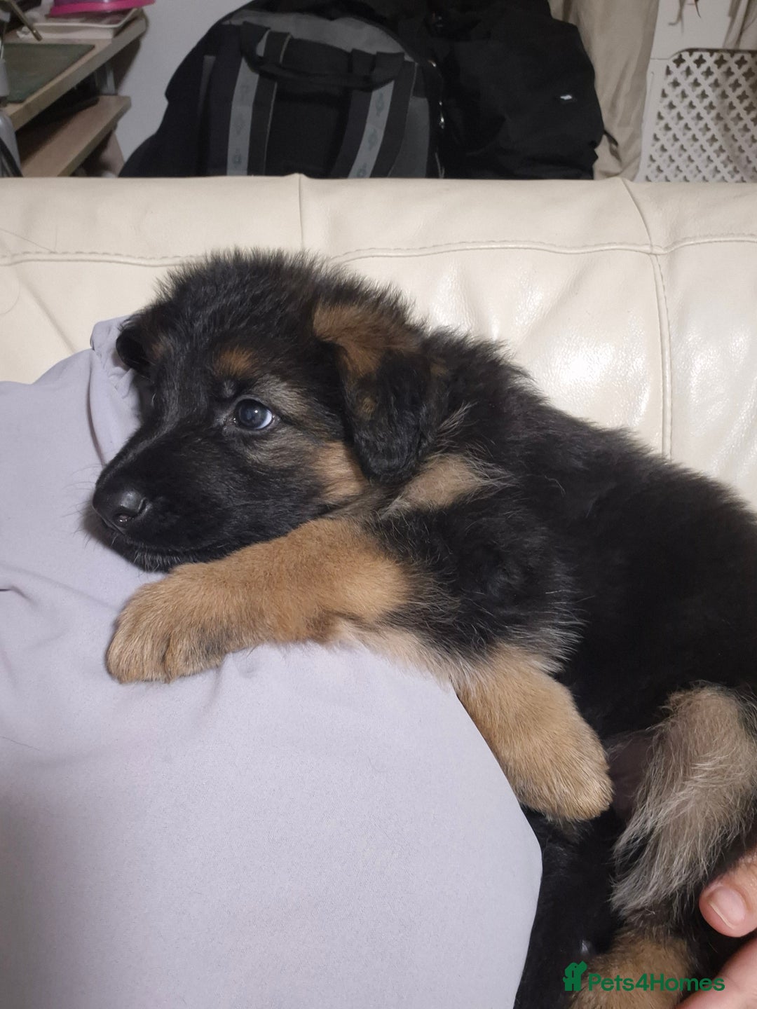 German Shepherd dogs for sale: Last German Shepherd girl remaining  - Image 26