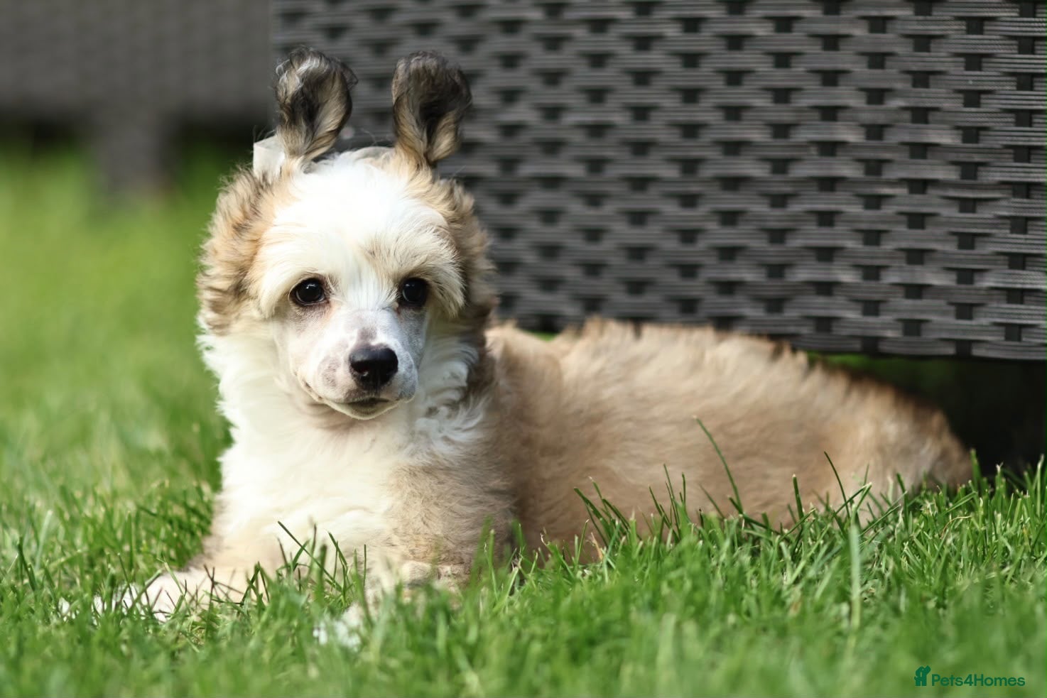 Chinese Crested dogs Outstanding Chinese Crested Babies - Advert 3