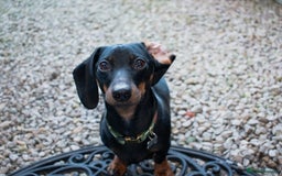 Miniature Dachshund dogs for stud: Black & tan Smooth Haired Dachshund Stud. - Image 3