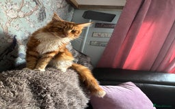 Maine Coon cats for sale: Beautiful Maine Coon kitten Boys - Image 2