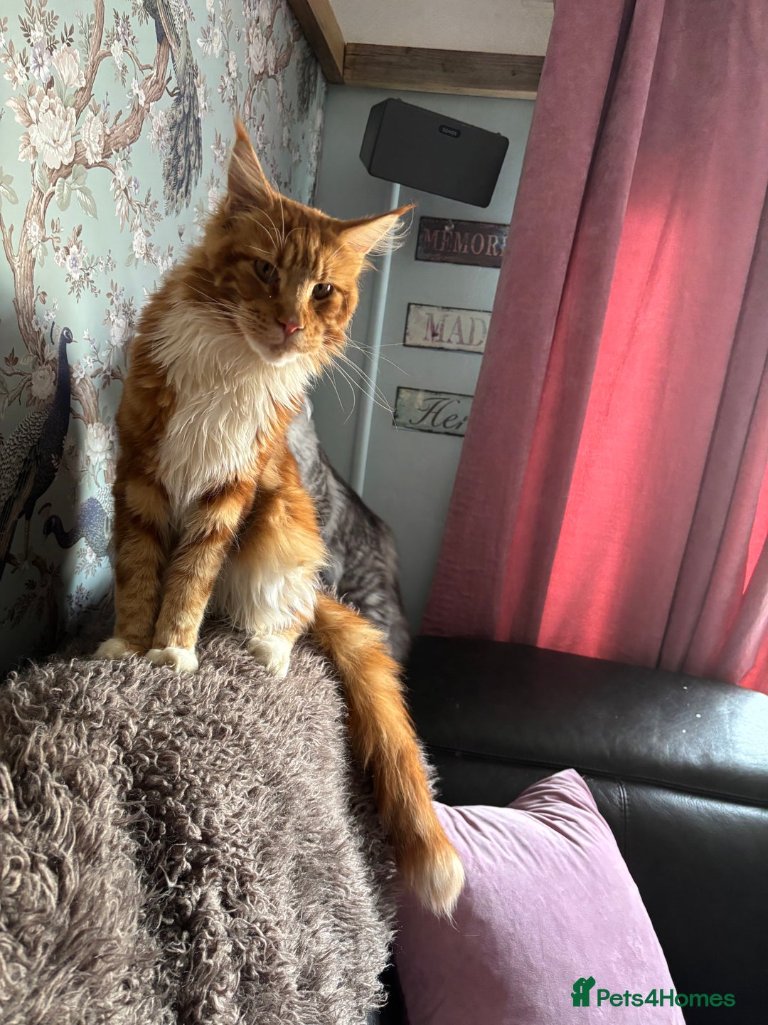 Maine Coon cats for sale: Beautiful Maine Coon kitten Boys - Image 2