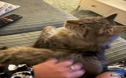 Mixed Breed cats for sale: Tabby Male - Image 3