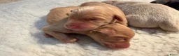 Labrador Retriever dogs for sale: Labrador puppies - Advert 3