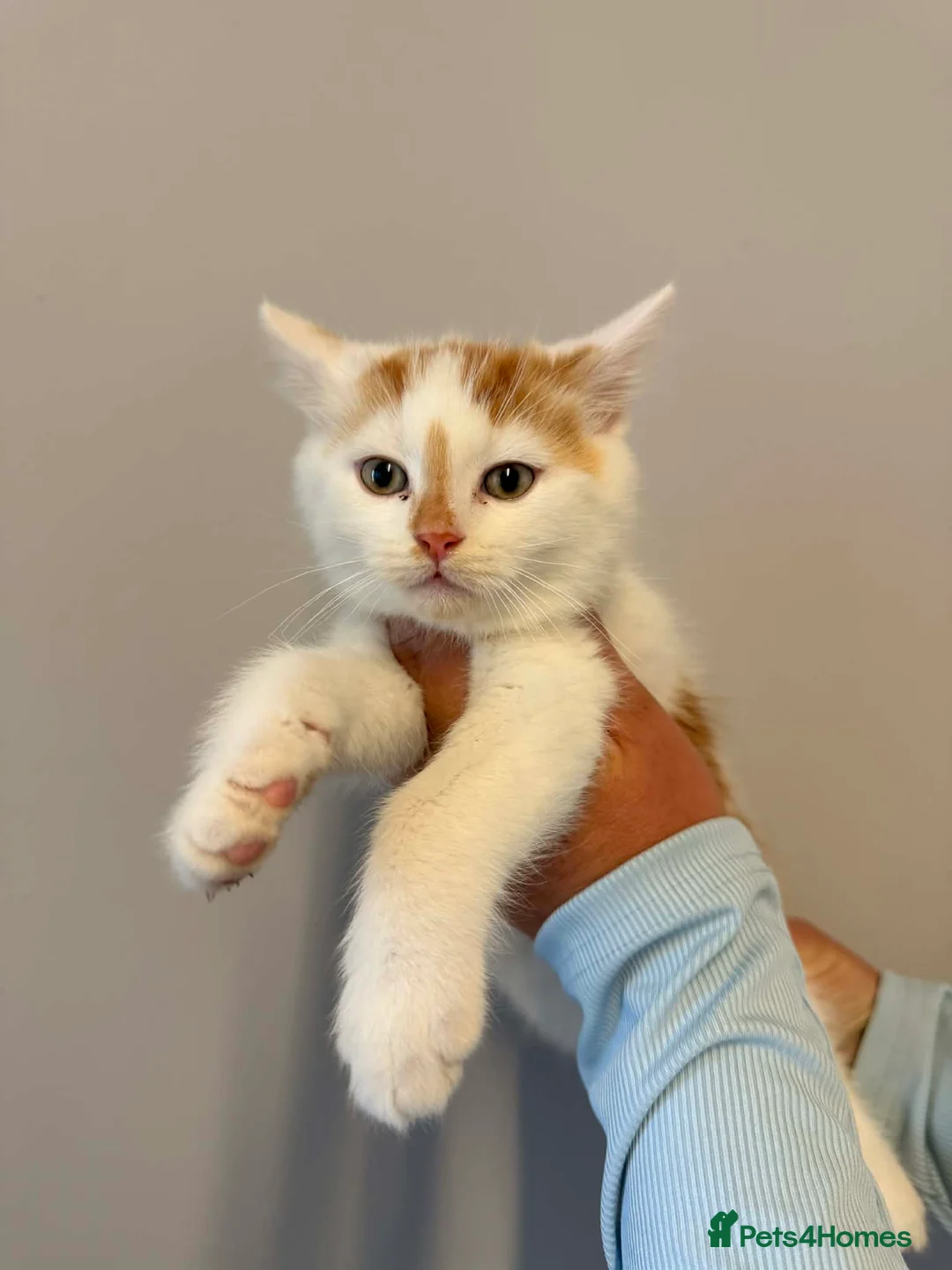 Maine Coon cats for sale: Maine Coon Kittens - Advert 2