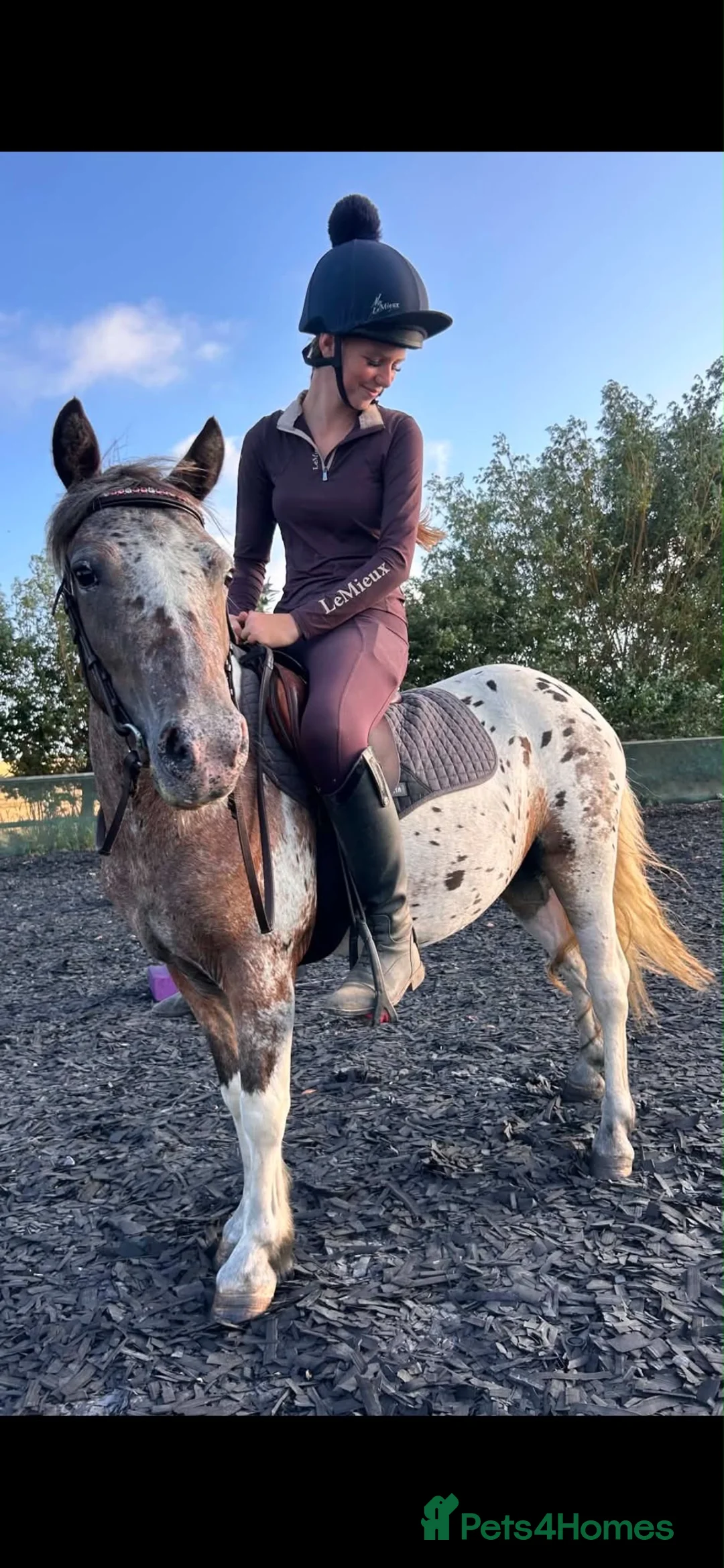 Dartmoor horses for sale: Fantastic beautiful Dartmoor pony  in Herne Bay - Advert 3
