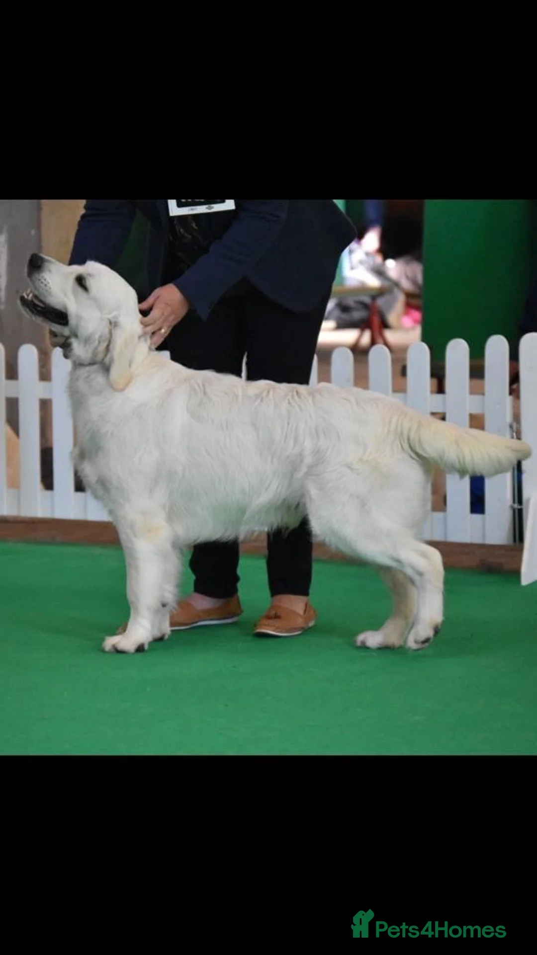 Golden Retriever dogs for sale: KC reg Golden retriever puppies 5* licence - Advert 2