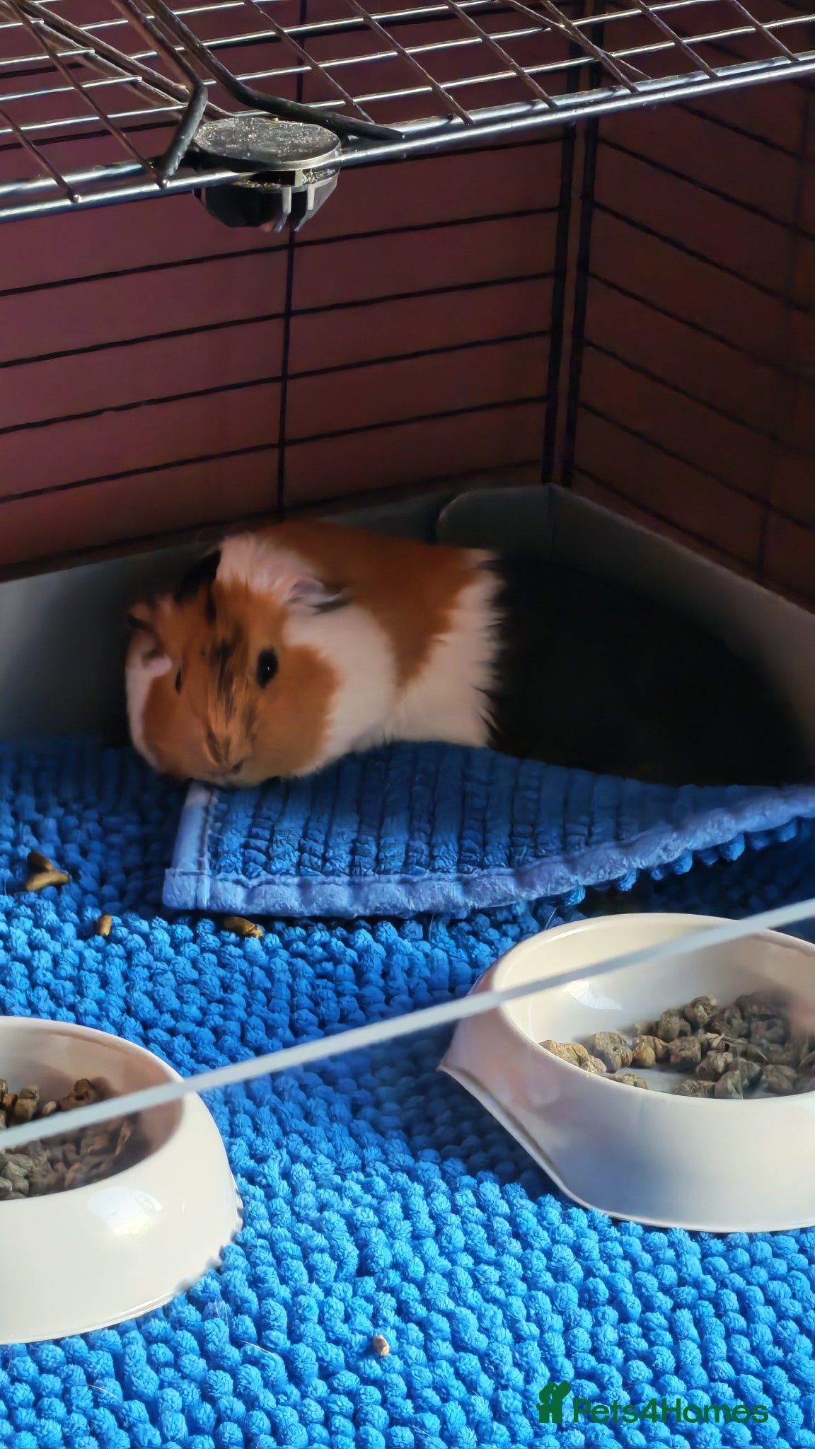Guinea Pig rodents for sale: 2 Male guinea pigs + Kavee cage and accessories.  in Purley - Advert 2