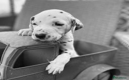 Dalmatian dogs for sale:  Just 2 full hearing puppies by champion parents  - Image 5