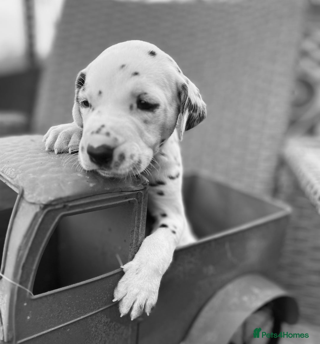 Dalmatian dogs for sale:  Just 2 full hearing puppies by champion parents  - Image 5