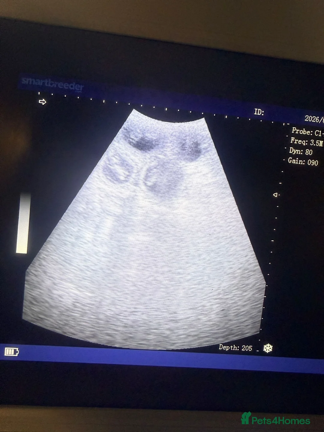 Toy Poodle dogs for stud: 5* health checked merle toy poodle licensed DNA  - Advert 9