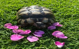 Tortoise reptiles for sale: Marginated tortoises X 3 - Image 2