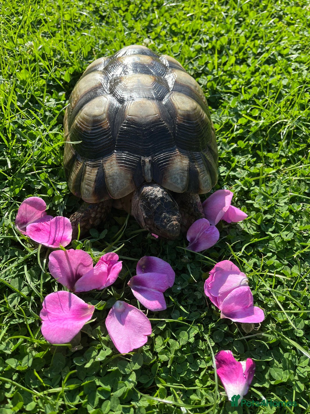 Tortoise reptiles for sale: Marginated tortoises X 3 - Image 2