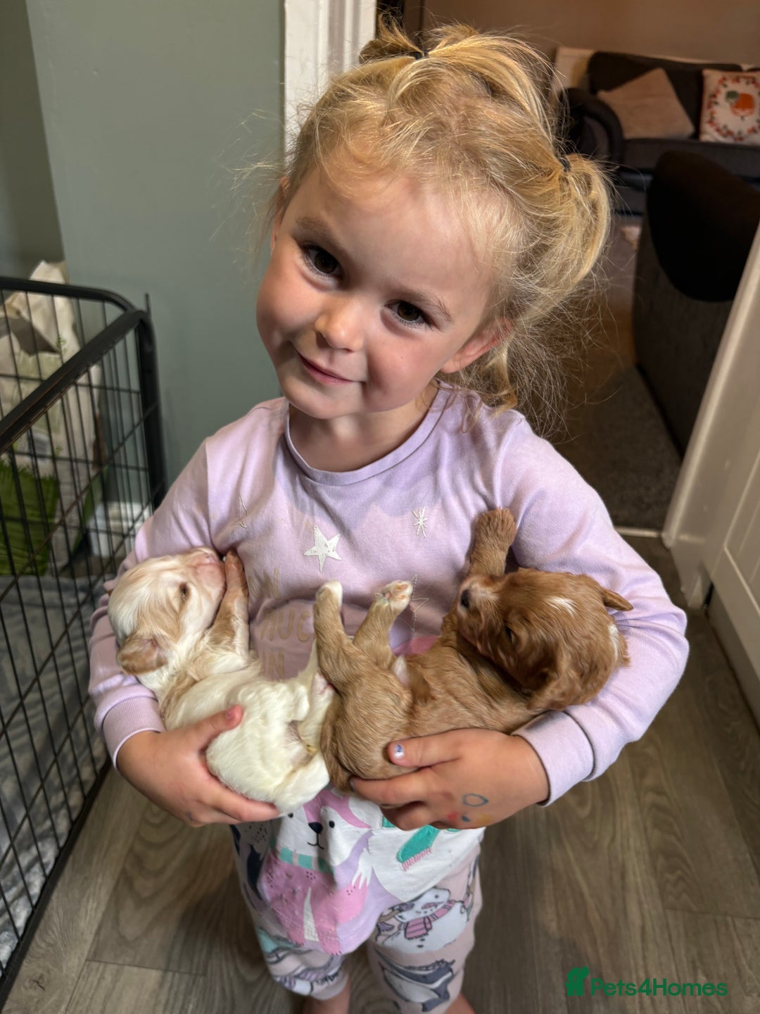 Cavapoo dogs for sale: Cavapoos - Image 7