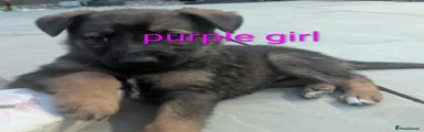 Purple Mixed Breed 2