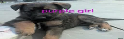 Mixed Breed dogs for sale: Stunning German Shepherd X Puppies  - Advert 3