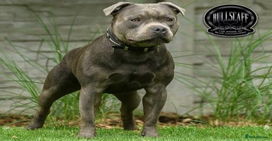 Staffordshire Bull Terrier dogs - Advert 6