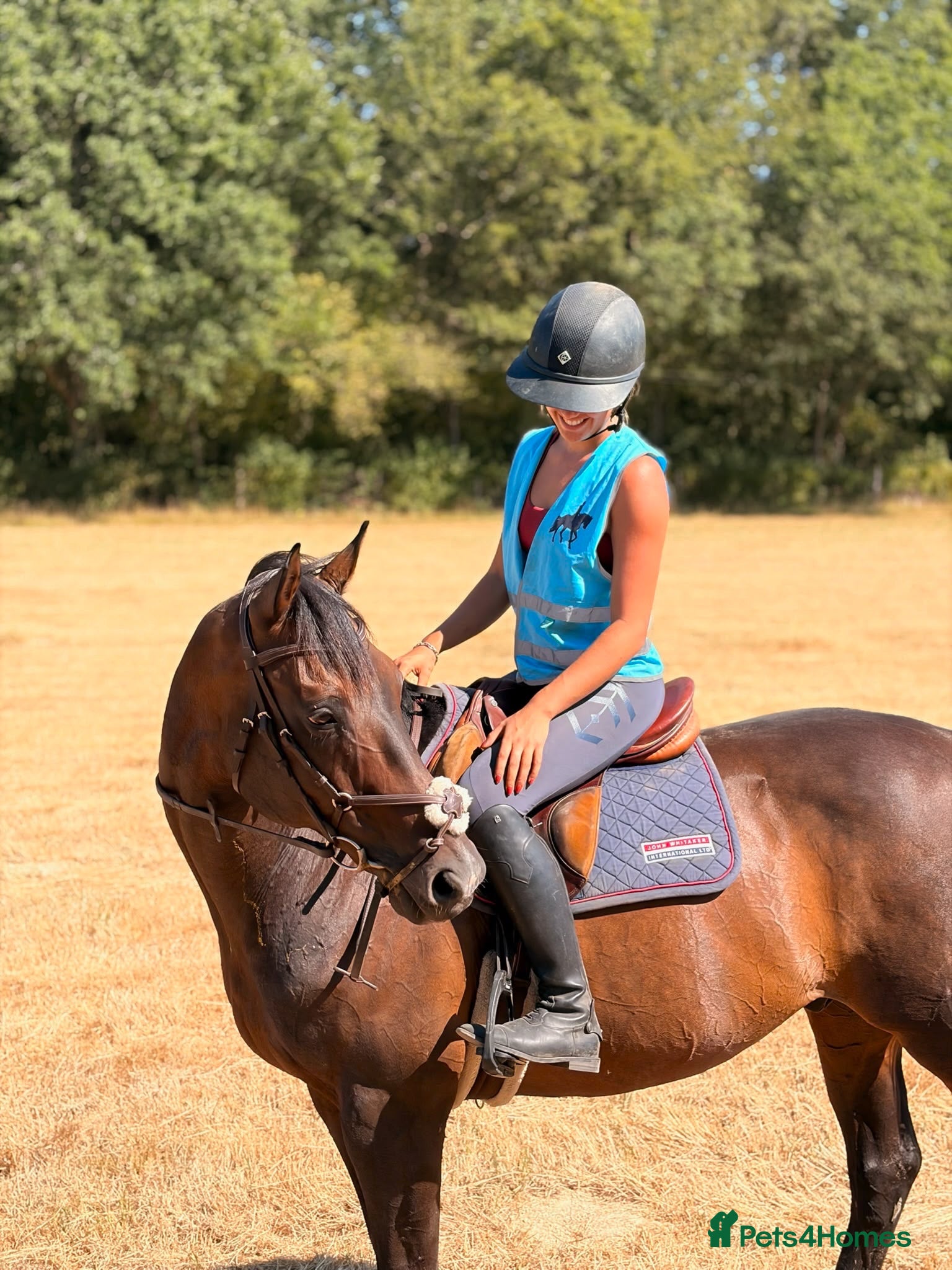 English Thoroughbred horses Super safe teenagers dream  - Advert 7