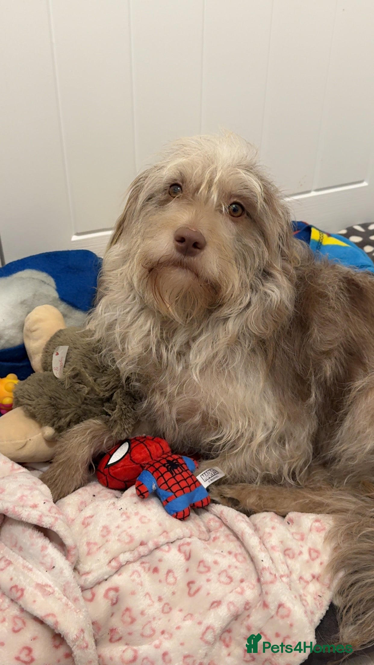 Labradoodle dogs F1B miniature labradoodles  - Advert 1