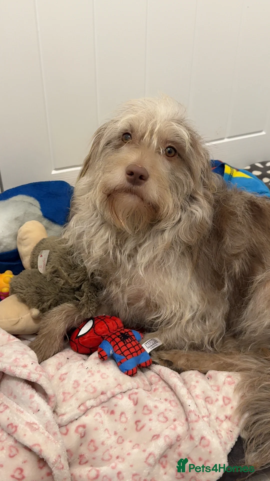 Labradoodle dogs for sale: F1B miniature labradoodles  - Advert 1