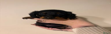 Dachshund Puppy 2