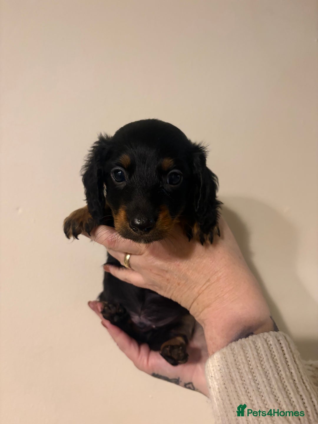 Dachshund dogs for sale: Miniature long haired dachshunds - Advert 11