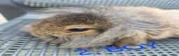 Mini Lop rabbits for sale: Adorable baby mini lop/ lion lop rabbits for sale - Advert 5