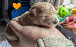 Poochon dogs for sale: 🐾 Adorable F1b Poochon Puppies - Ready November🐾 - Image 27