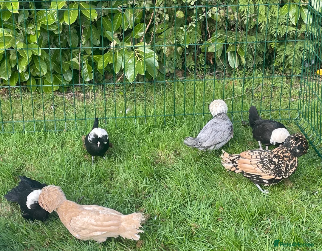 Chickens poultry for sale: Polish bantams - Advert 7