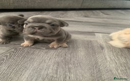 French Bulldog dogs for sale:  French Bulldog beautiful litter of boys and girls - Image 11