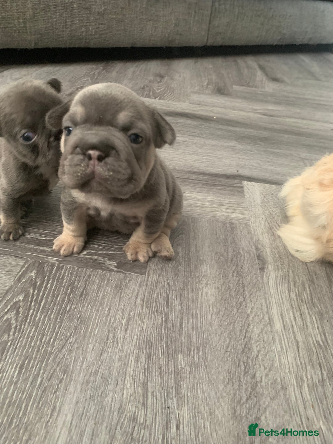 French Bulldog dogs for sale:  French Bulldog beautiful litter of boys and girls - Image 11