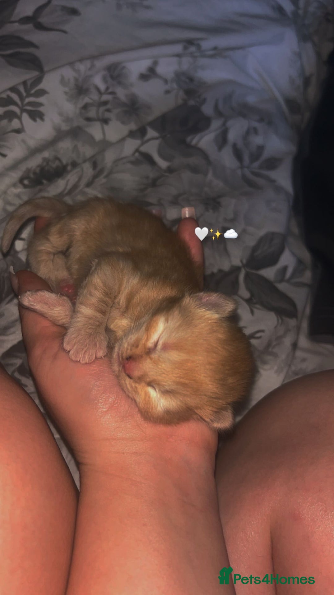 British Shorthair cats for sale: Ginger kitten  - Image 2