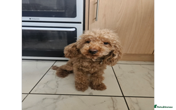 Cockapoo dogs for sale: Miniature cockapoo  - Image 11
