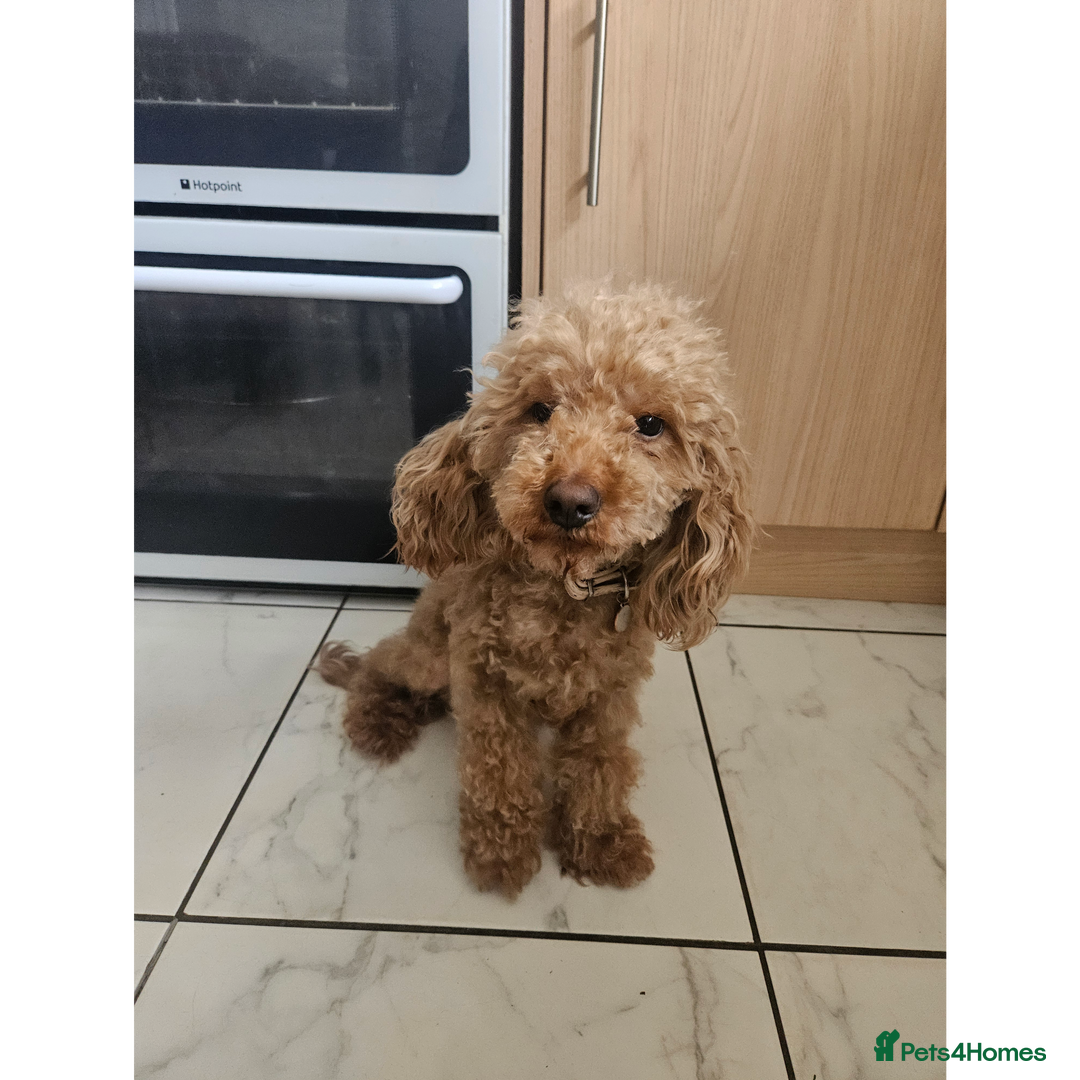 Cockapoo dogs for sale: Miniature cockapoo  - Image 11
