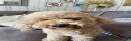 Poochon dogs for sale: 2 Toy poodle/poochon pups for sale.  - Advert 14