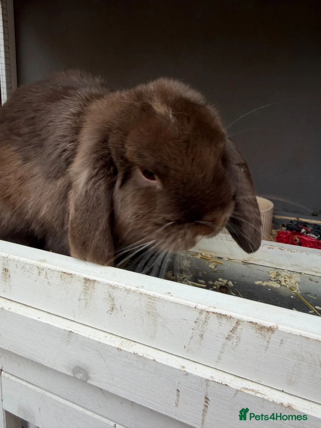 Mini Lop rabbits for sale: Chocolate mini lop female 6 months old  - Advert 2