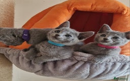 Russian Blue cats for sale: Pure Russian Blue kittens 💙  - Image 13