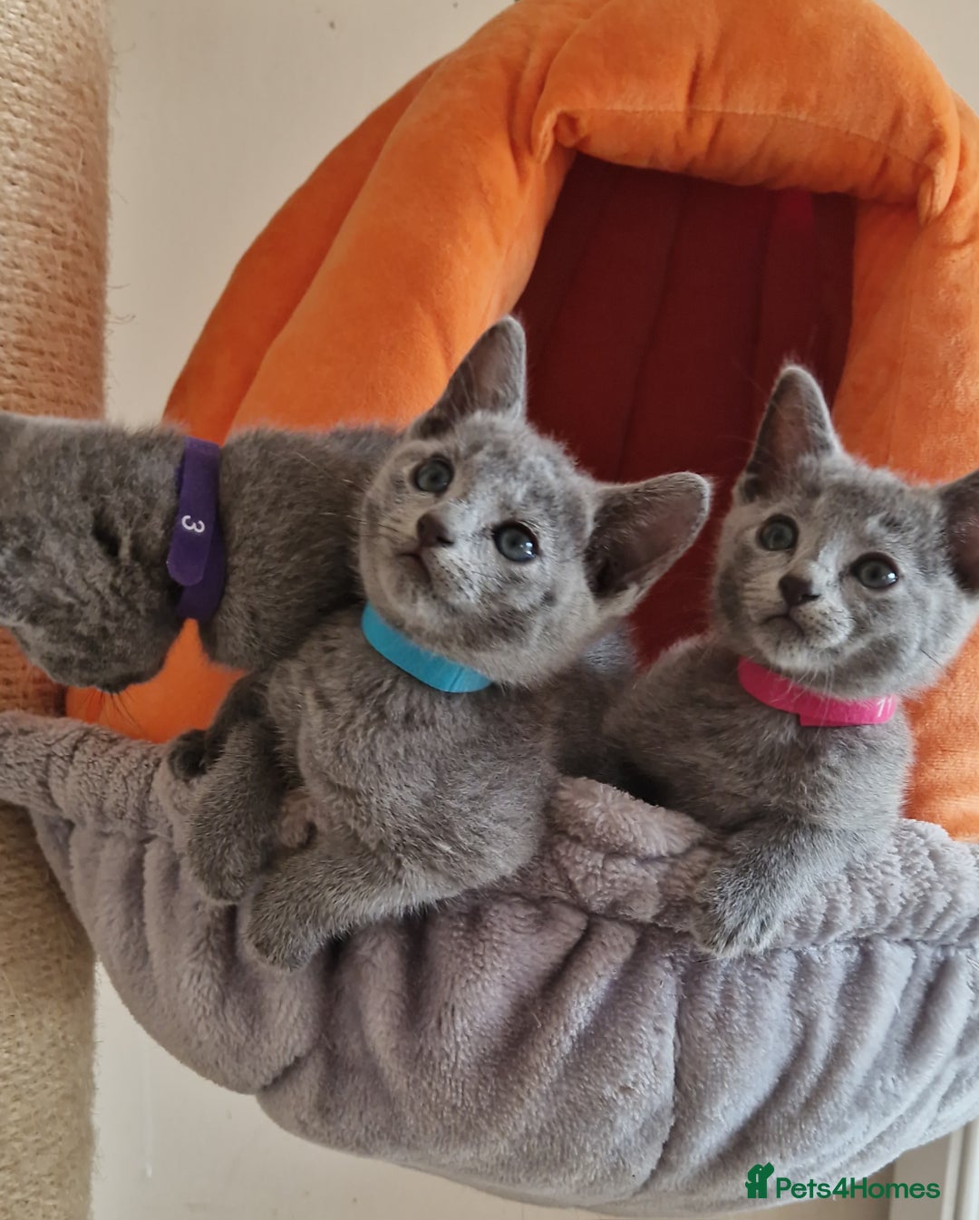Russian Blue cats for sale: Pure Russian Blue kittens 💙  - Image 13