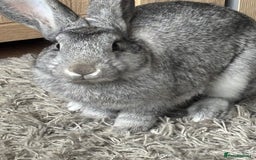 Mixed Breed rabbits for sale: Oliver. 10 months.  Neutered n vaccinated - Image 5