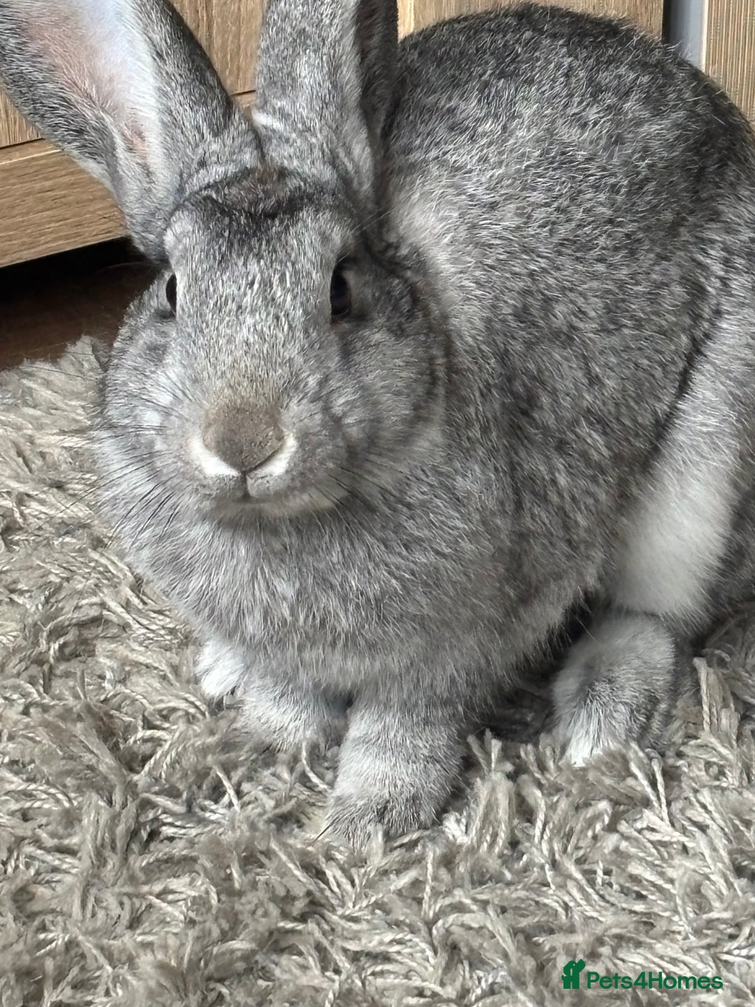 Mixed Breed rabbits for sale: Oliver. 10 months.  Neutered n vaccinated - Image 5