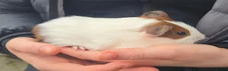 Guinea Pig rodents for sale: Female guinea pigs - Advert 2